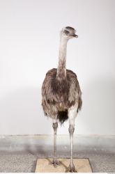 Whole Body Emus